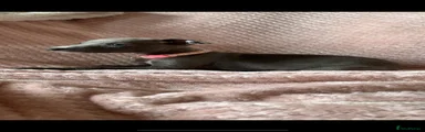 Whippet Puppy 6