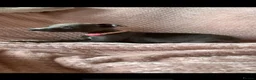 Whippet dogs for sale: Blue Kennel Club Registered Whippet pups - Advert 11