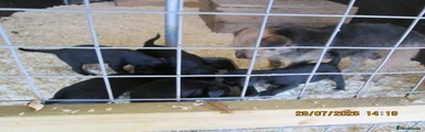 Mixed Breed 5