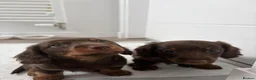 Dachshund dogs for sale: Two beautiful boys for sale  in Glasgow - Advert 7