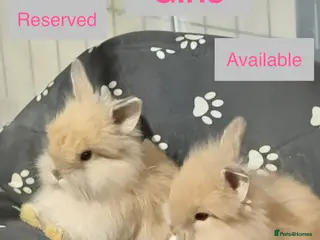 Lionhead rabbits Double Maned Lionheads - READY NOW - Advert 5