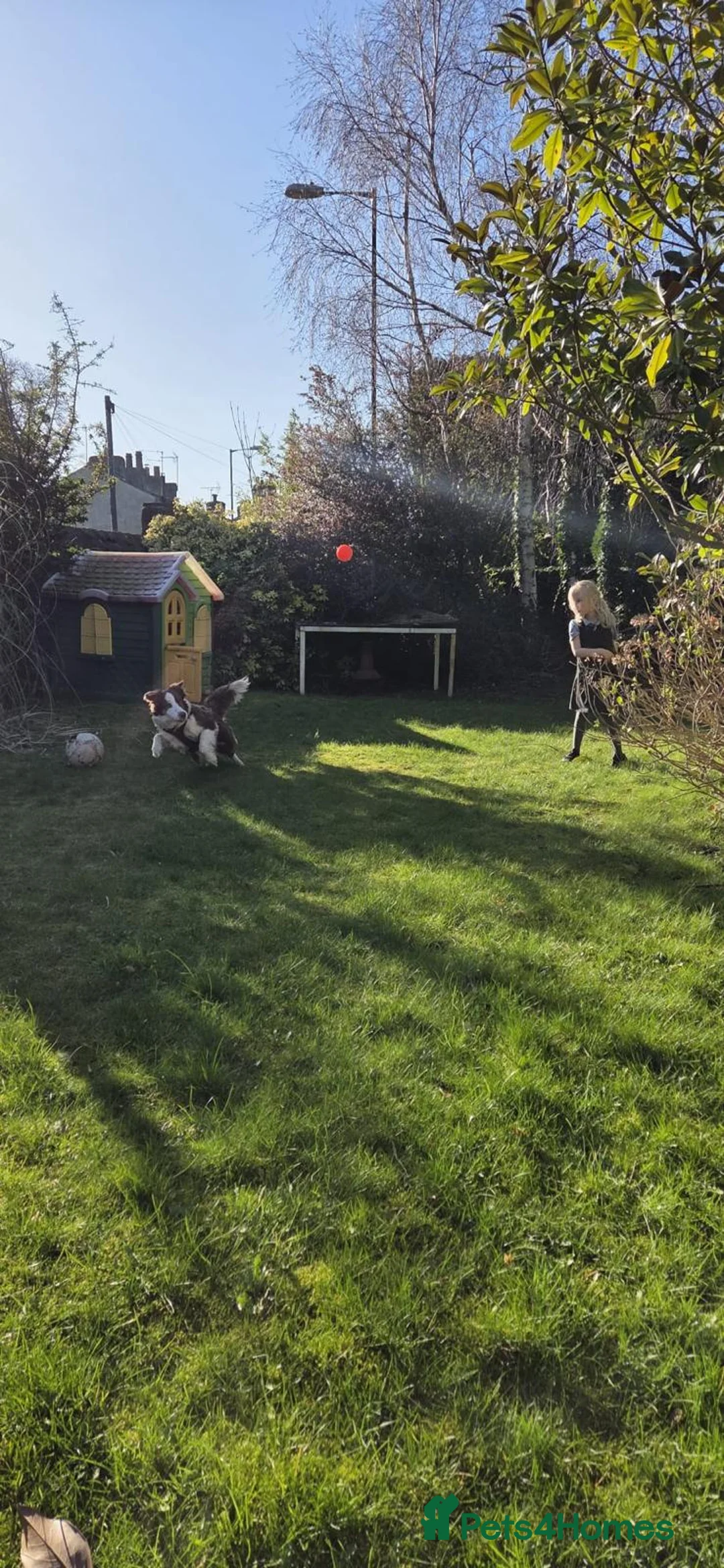 Border Collie dogs for sale: Lexi - 4 year old border collie - Advert 2