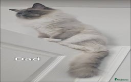 Ragdoll cats for sale: Stunning Ragdolls  - Image 7