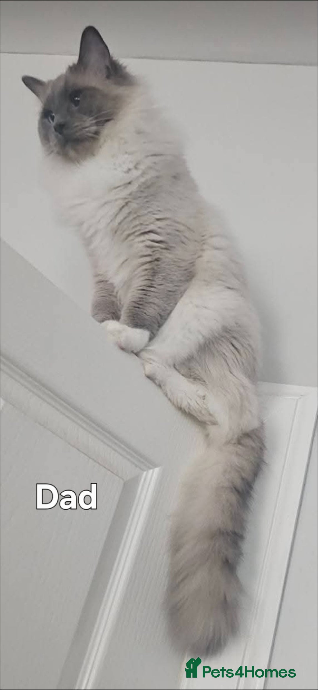 Ragdoll cats for sale: Stunning Ragdolls  - Image 7