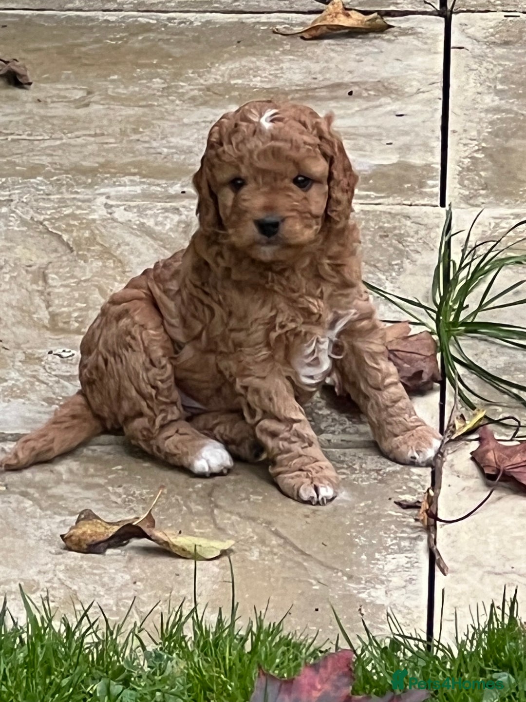 Cockapoo dogs for sale: F1b Toy Cockapoos 5⭐️ Licensed Breeder DNA Clear - Image 8