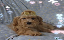 Maltipoo dogs for sale:  ** cute luttle maltipoo babies in Oldham - Image 6