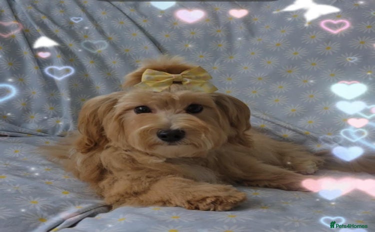 Maltipoo dogs in Oldham - Advert 11