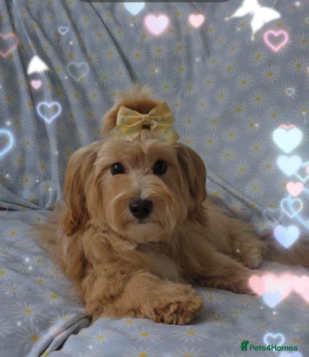 Maltipoo dogs for sale:  ** cute luttle maltipoo babies in Oldham - Image 6