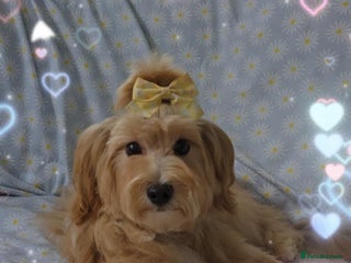 Maltipoo dogs in Oldham - Advert 8