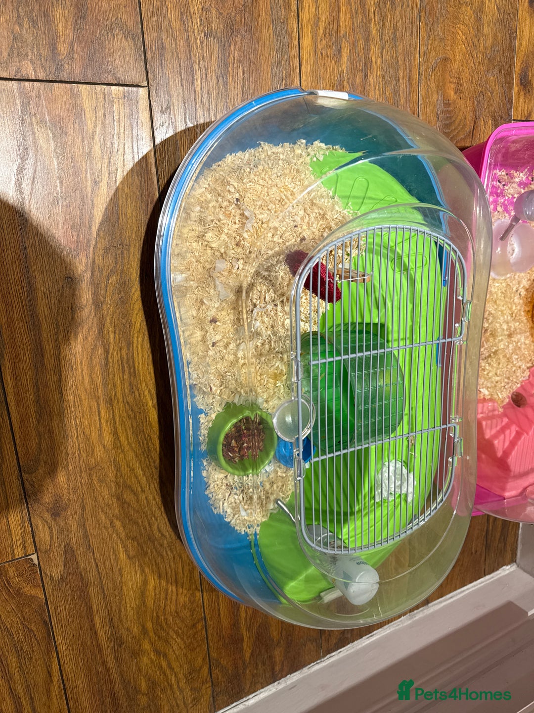 Hamster rodents for sale: Chinese dwarf hamster and cage - Advert 2
