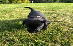 Labrador Retriever dogs for sale: KC Registered Black Labrador Puppies - Image 19
