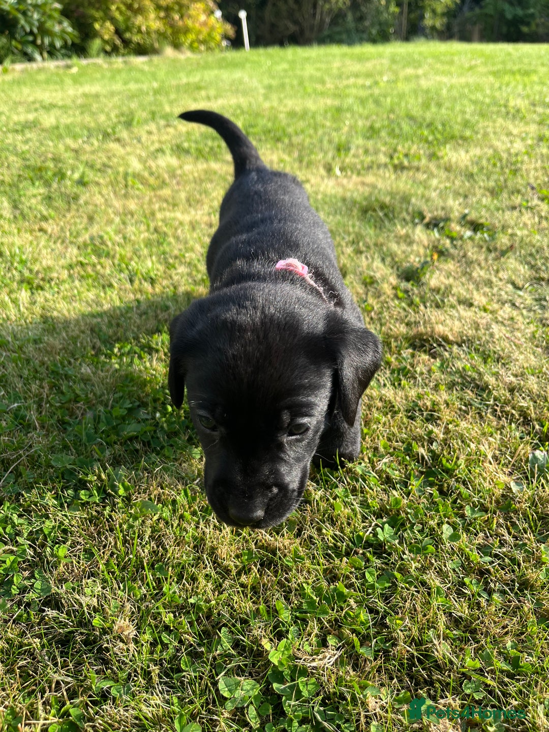 Labrador Retriever dogs for sale: KC Registered Black Labrador Puppies - Image 19
