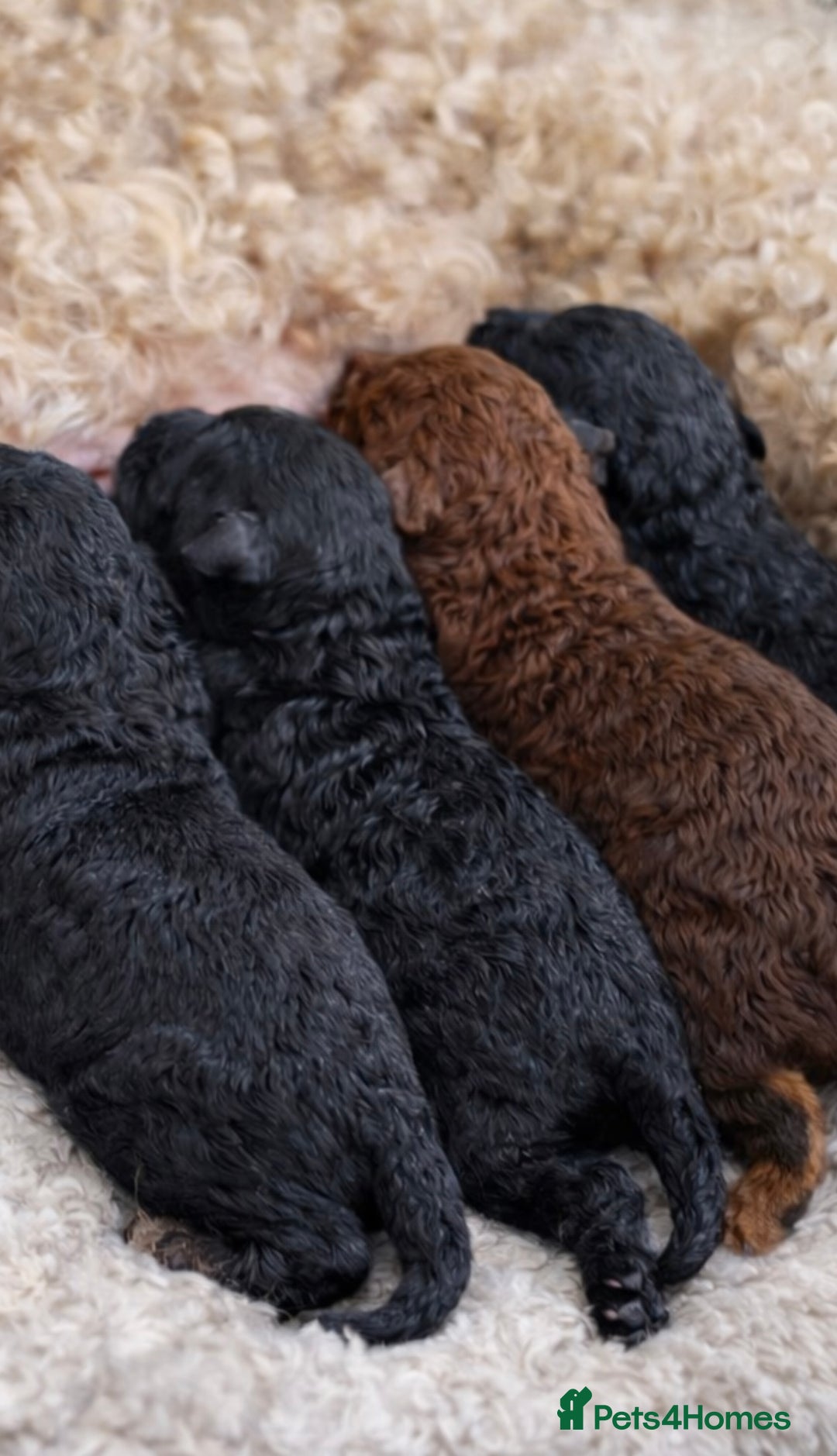 Aussiedoodle dogs for sale: MINIATURE AUSSIEDOODLE PUPPIES ⭐️⭐️⭐️ - Advert 7