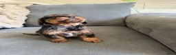 Cavapoo dogs for sale: F1b cavapoos ✨Ready in two weeks✨ - Advert 10