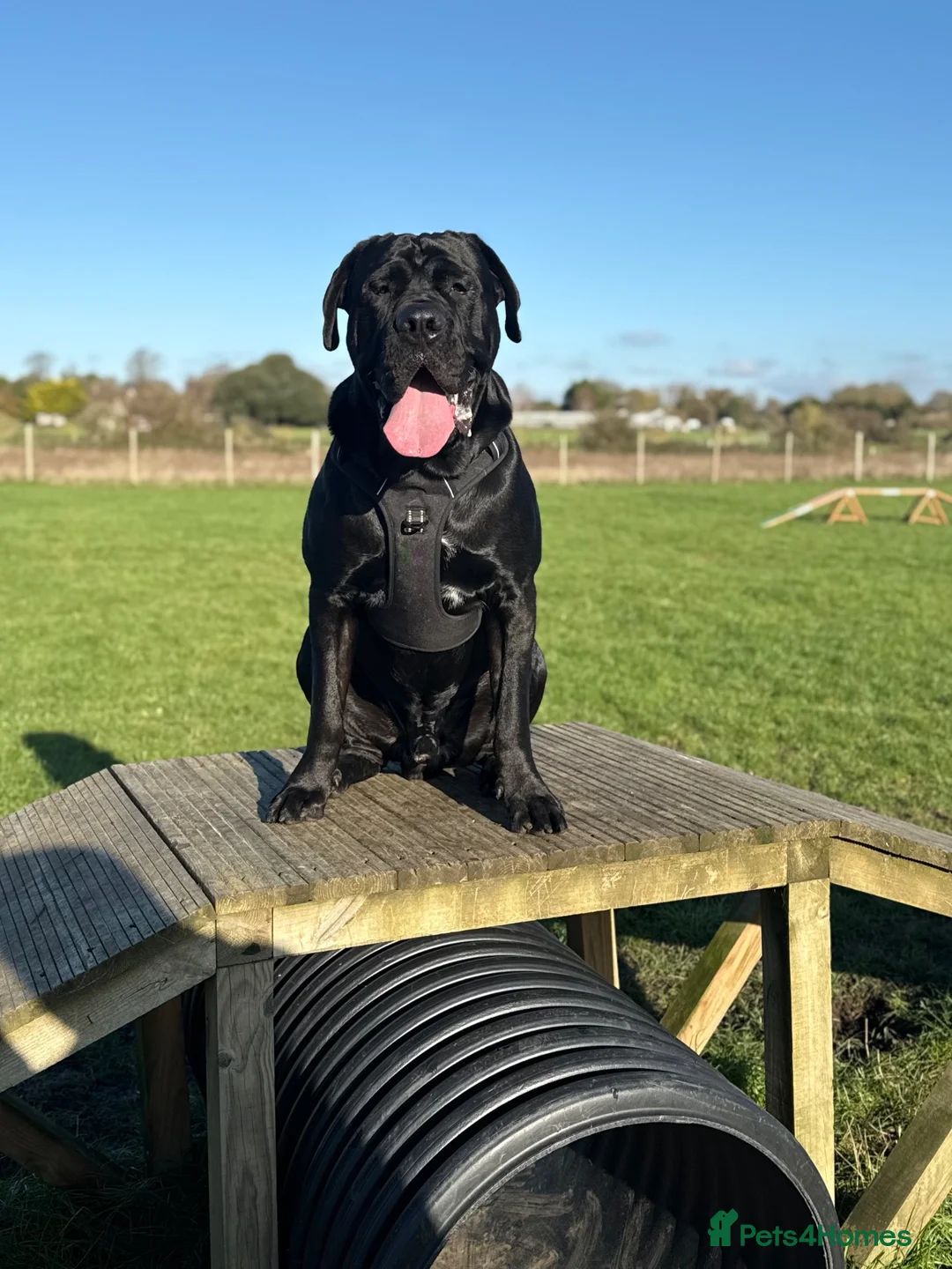 Cane Corso dogs for stud: Pablo - Cane Corso Stud  in Littlehampton - Advert 2