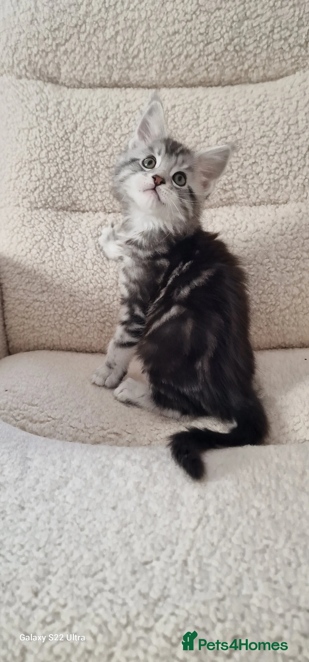 Maine Coon cats for sale: Pure Maine coon kittens - Advert 33