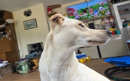 Mixed Breed dogs for sale: 1 year old lushky girl - Image 4
