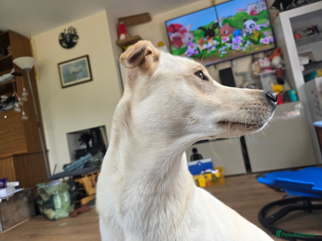 Mixed Breed dogs for sale: 1 year old lushky girl - Image 4
