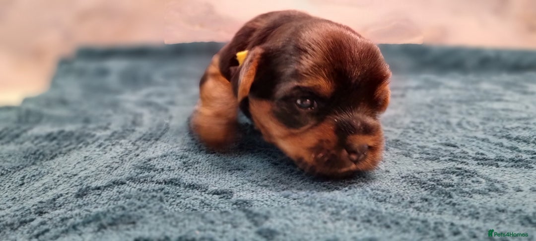 Yorkshire Terrier dogs for sale: 4 Lovely puppies  - Advert 21