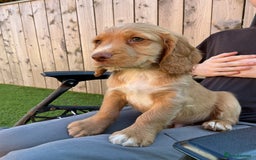 Sprocker dogs for sale:  Sprocker spaniel puppies - Ready Soon ! - Image 10