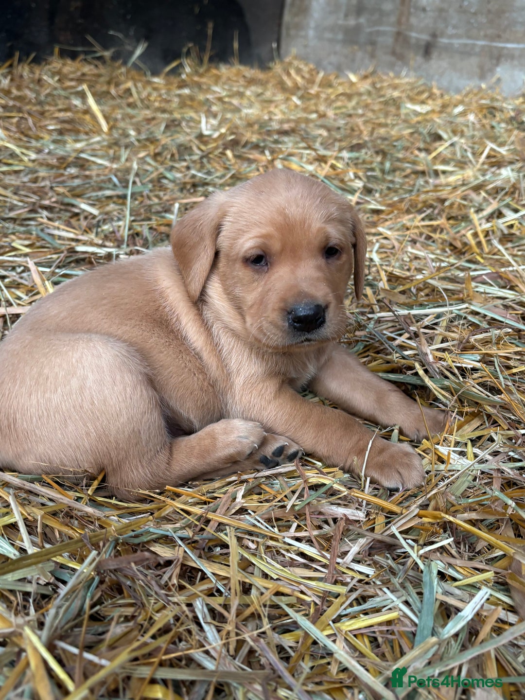 Labrador Retriever dogs for sale: KC Registered Labrador Puppies for Sale - Advert 16