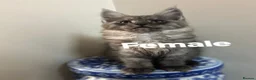 Maine Coon cats for sale: Licensed breeder-maine coon kittens - Advert 5