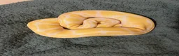 Python Snake reptiles for sale: Male Albino Ball Python (Royal Python) - Advert 3