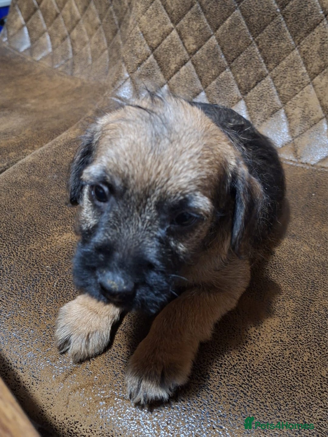 Border Terrier dogs for sale: KC REGISTERED MALE BOARDER TERRIER, - Advert 4