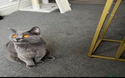 British Shorthair cats for sale: 🩵🐾💖5 Gen Pedigree BSH Kittens – Blue & Cream - Image 3