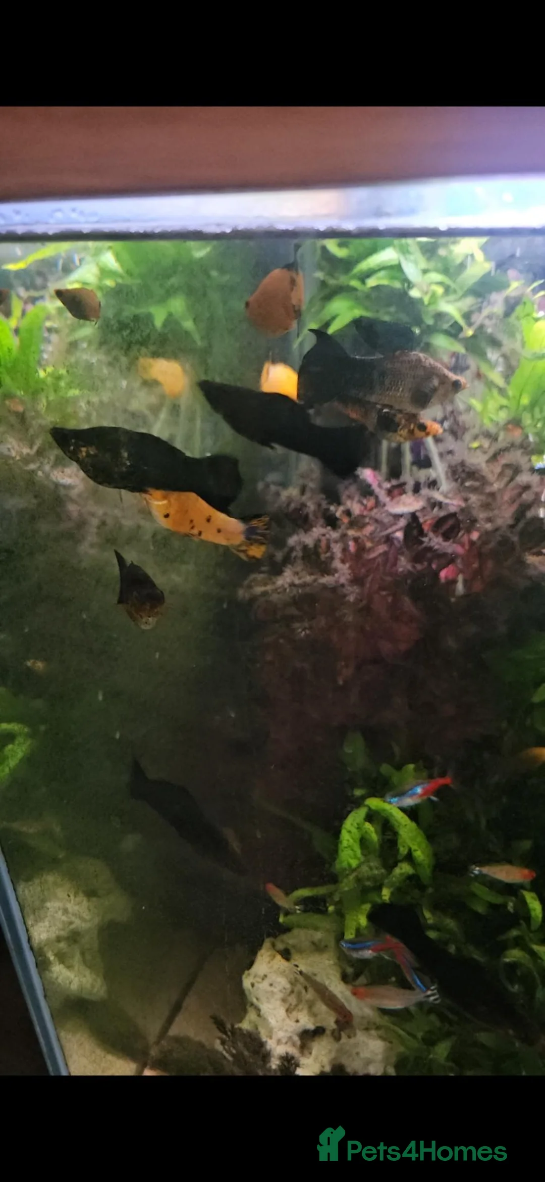Mollies fish for sale: Mollies - Lots of colours  in Ashington - Advert 2