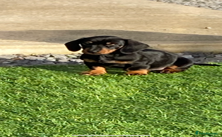 Dachshund dogs - Advert 3