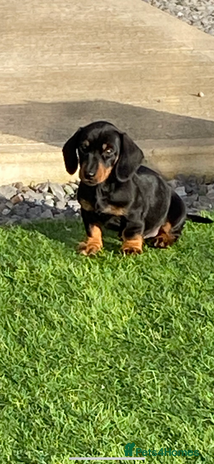 Dachshund dogs - Advert 3