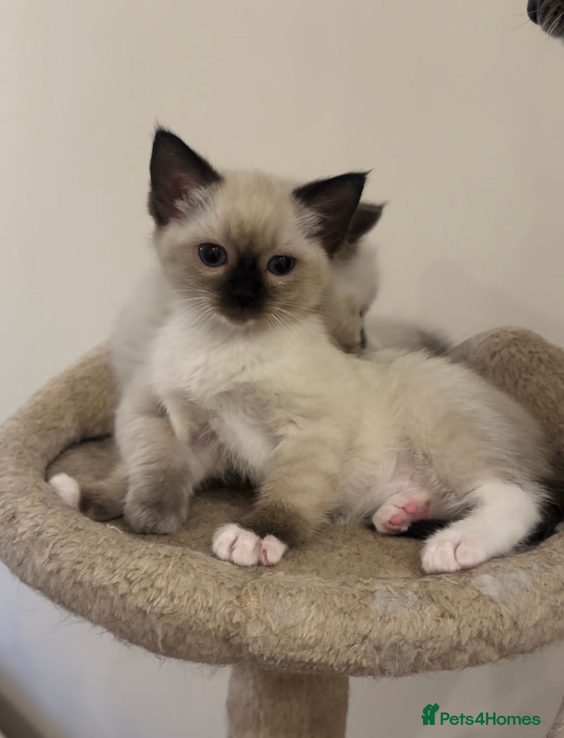 Siamese cats READY NEXT WEEK TWO SIAMESE GIRLS - Advert 1