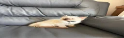 Ragdoll cats for sale: Ragdoll kittens for sale - Advert 20