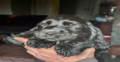 Cocker Spaniel dogs - Advert 9