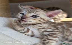 Bengal cats for sale: Gorgeous Pedigree Bengal Kittens  - Image 8