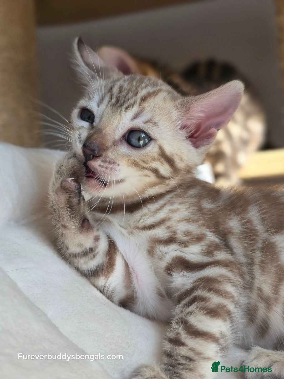 Bengal cats for sale: Gorgeous Pedigree Bengal Kittens  - Image 8