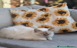 Ragdoll cats for sale: Tortie, Lynx, Chimera pure ragdoll girls - Image 1