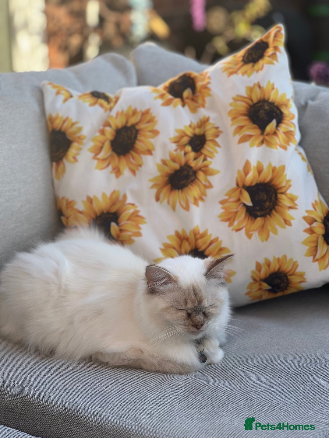 Ragdoll cats for sale: Tortie, Lynx, Chimera pure ragdoll girls - Image 1