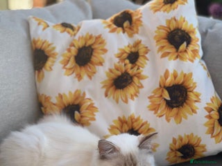 Ragdoll cats - Advert 7