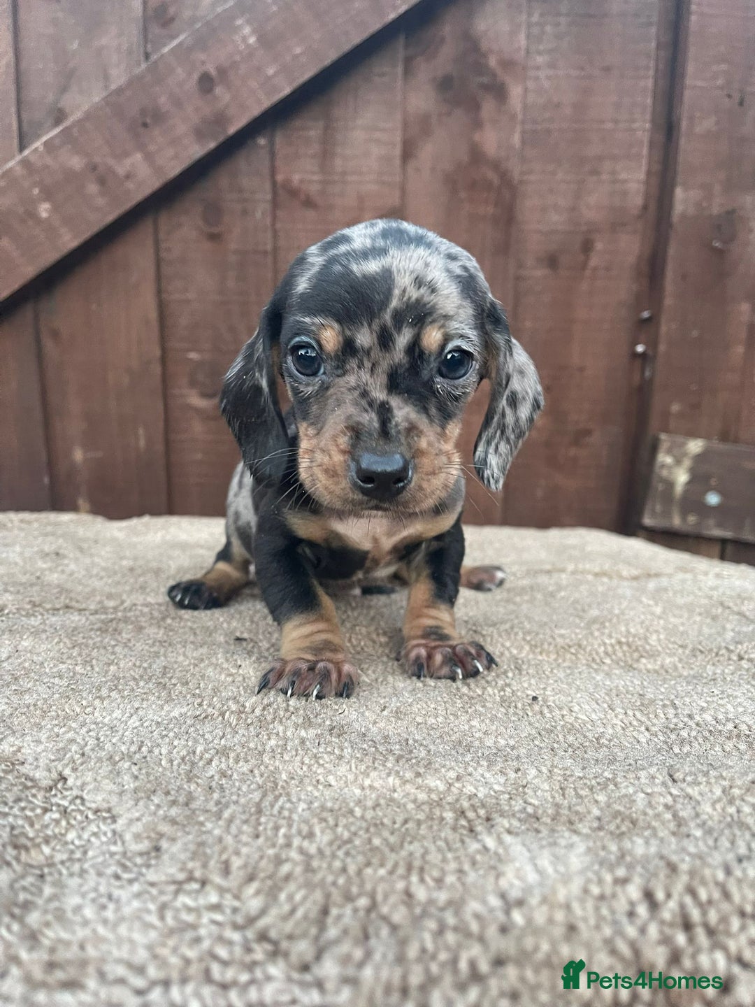 Dachshund dogs for sale: 3 beautiful dachshund puppies for new home!!!! - Advert 5