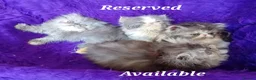 Persian cats for sale: Gccf Registered Persian Kittens  - Advert 9