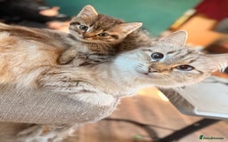 Mixed Breed cats for sale: 4x Himalayan x marble bengal x. Free 4w insurance  - Image 3