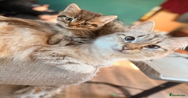 Mixed Breed cats - Advert 13