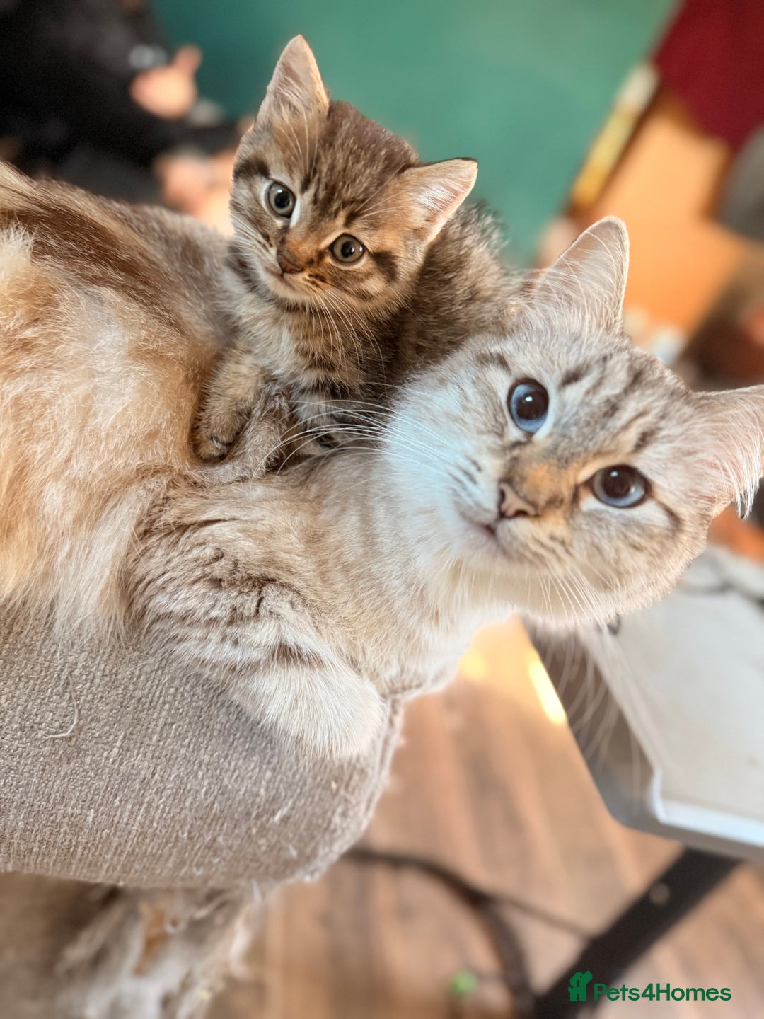 Mixed Breed cats for sale: 4x Himalayan x marble bengal x. Free 4w insurance  - Image 3
