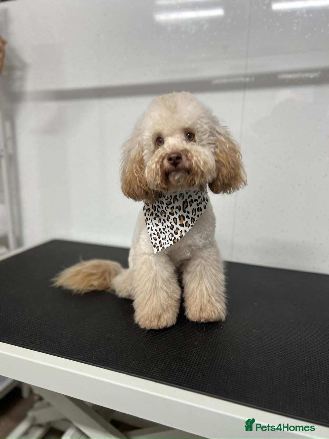 Maltipoo dogs for sale: Adorable F1b Maltipoos - Advert 12