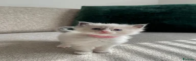 Ragdoll 2