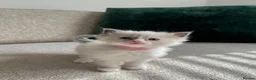 Ragdoll cats for sale: Ragdoll Babies - Advert 11