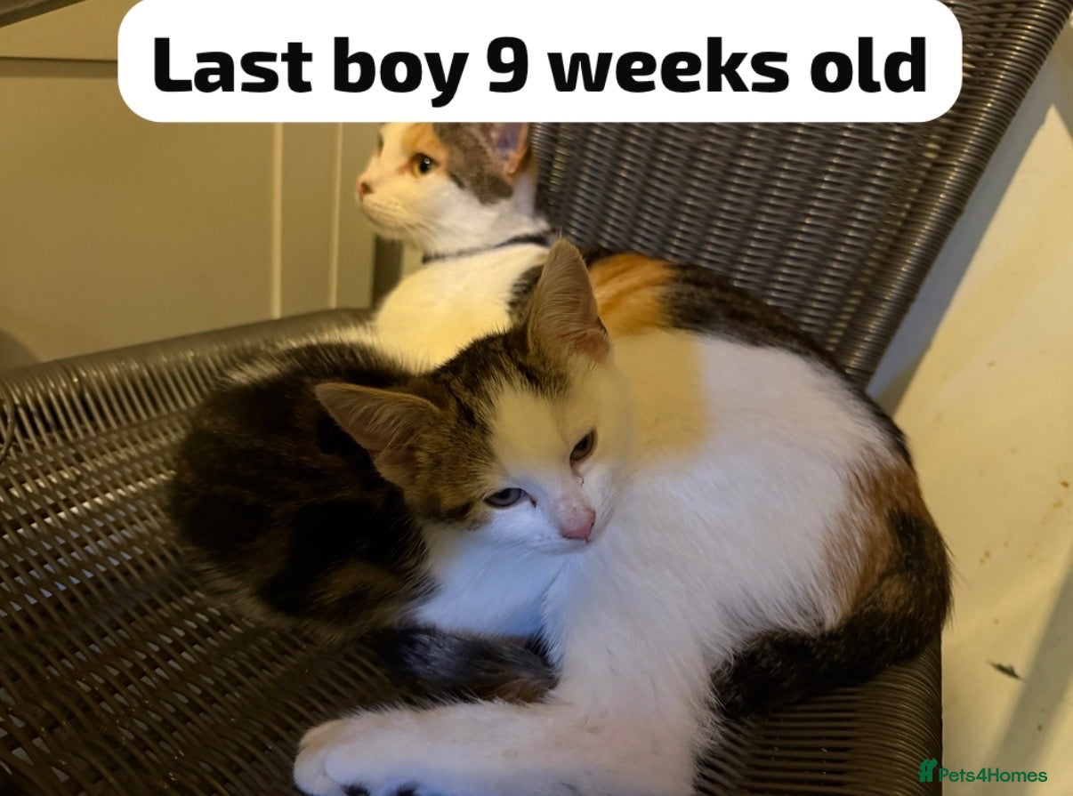 Mixed Breed cats Free read ad beautiful Bengal x Domestic kitten - Advert 2
