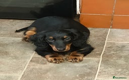 Miniature Dachshund dogs for sale: Handsome quality long haired male available  - Image 6